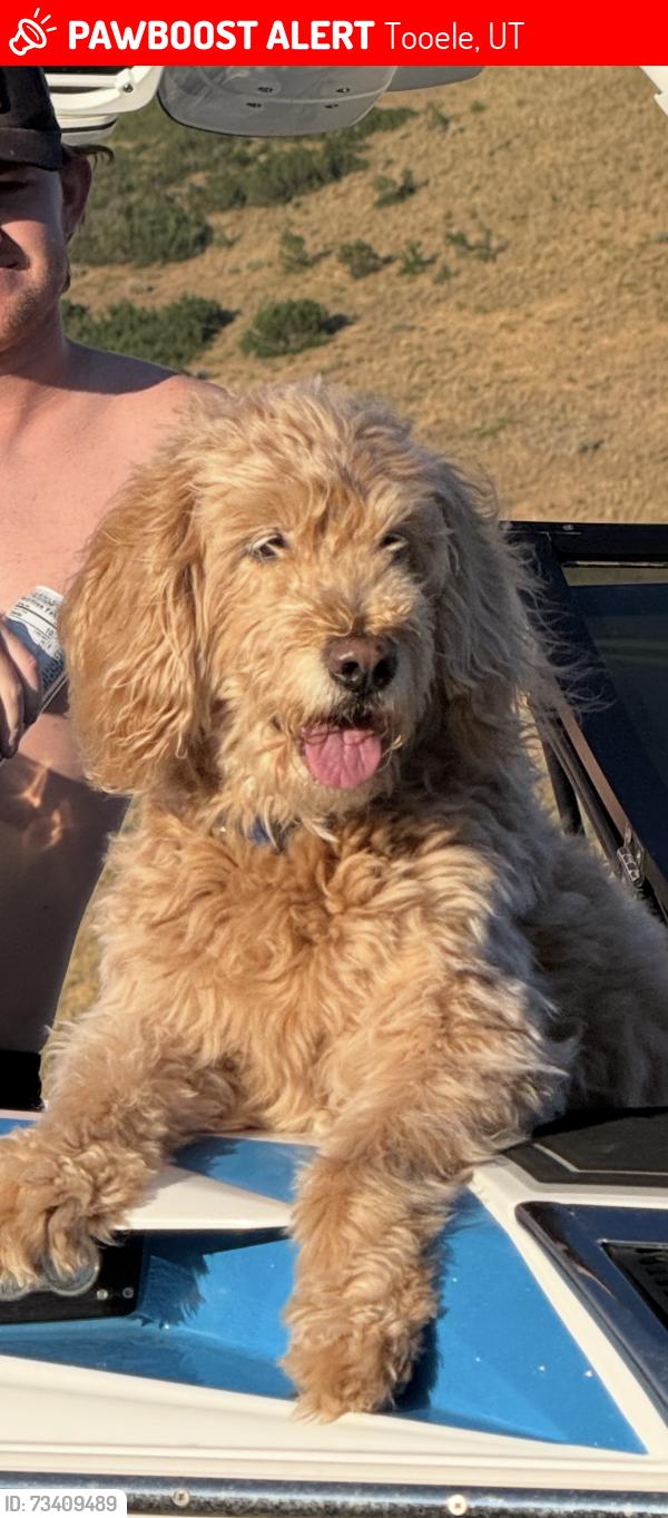 Lost Male Dog last seen Great Salt Lake Desert, Tooele, UT 84074