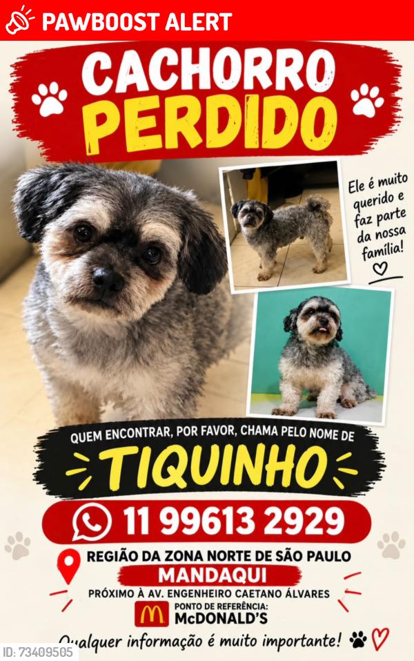 Lost Male Dog last seen MC Donald's, Parque Mandaqui, SP 02415-060