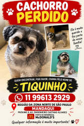 Lost Male Dog last seen MC Donald's, Parque Mandaqui, SP 02415-060