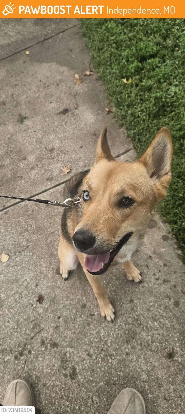 Found/Stray Female Dog last seen ARLINGTON ave and Glenwood Ave, Independence, MO 64052