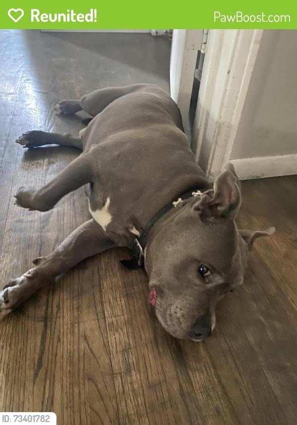 Reunited Male Dog last seen Stearns and bellflower area near Stanford middle school, Long Beach, CA 90815