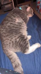 Lost Female Cat last seen Seguinbourg, The Nation, ON K0A 1M0
