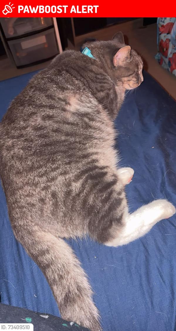 Lost Female Cat last seen Seguinbourg, The Nation, ON K0A 1M0