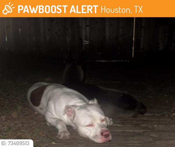 Found/Stray Male Dog last seen Briarvillage Neighborhood, Houston, TX 77077