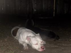 Found/Stray Male Dog last seen Briarvillage Neighborhood, Houston, TX 77077