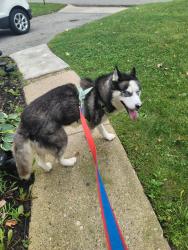 Reunited Unknown Dog last seen Fenwood rd, Huntington Station, NY 11746