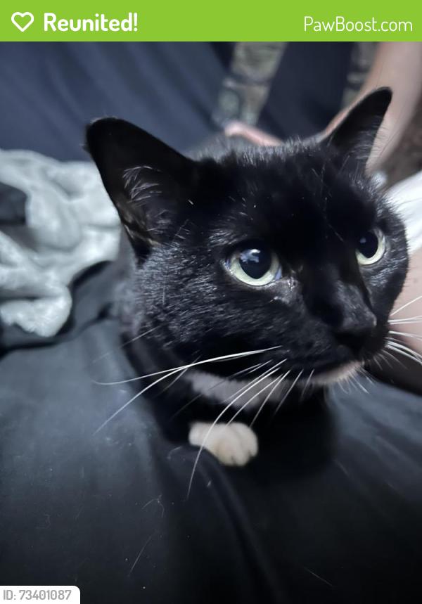 Reunited Unknown Cat last seen Crane Creek off Murrell, Brevard County, FL 32940