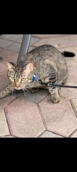 Reunited Female Cat last seen Belmont Ave & Kolmar St, Chicago, IL 60641