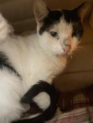 Found/Stray Male Cat last seen Near Truist bank on E Michigan, Orlando, FL 32806