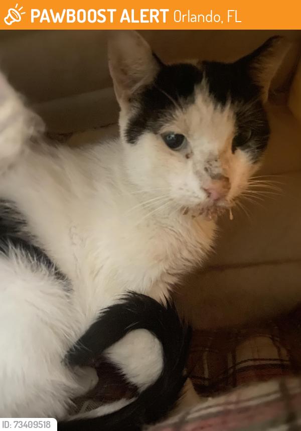 Found/Stray Male Cat last seen Near Truist bank on E Michigan, Orlando, FL 32806
