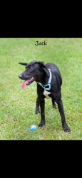 Lost Male Dog last seen Town Center Publix, Covington, GA 30014