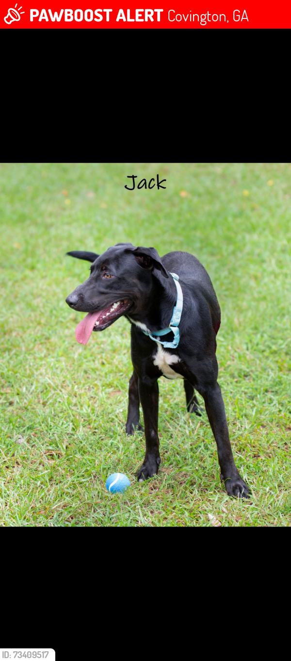 Lost Male Dog last seen Town Center Publix, Covington, GA 30014