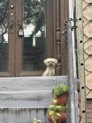 Reunited Male Dog last seen Weirfield and Central Ave, Brooklyn, NY 11221