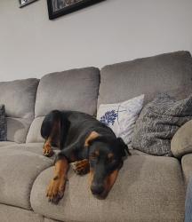 Found/Stray Male Dog last seen Abbott Rd & Atlantic Ave, Lynwood, CA 90262