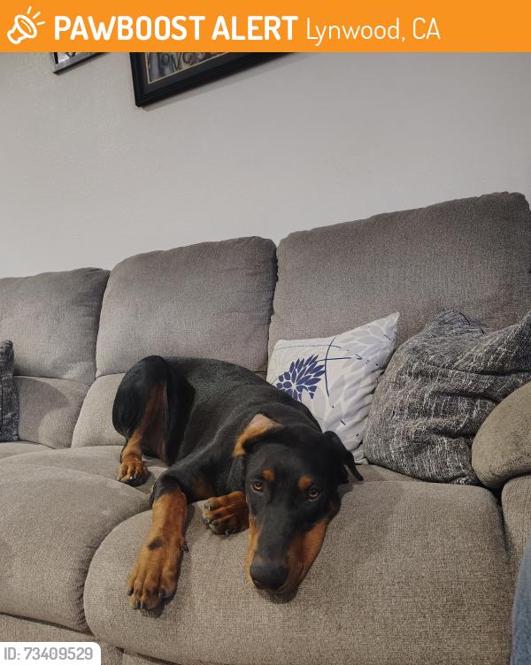 Found/Stray Male Dog last seen Abbott Rd & Atlantic Ave, Lynwood, CA 90262