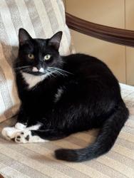 Lost Male Cat last seen south cedar grove blvd, Columbia, MO 65201