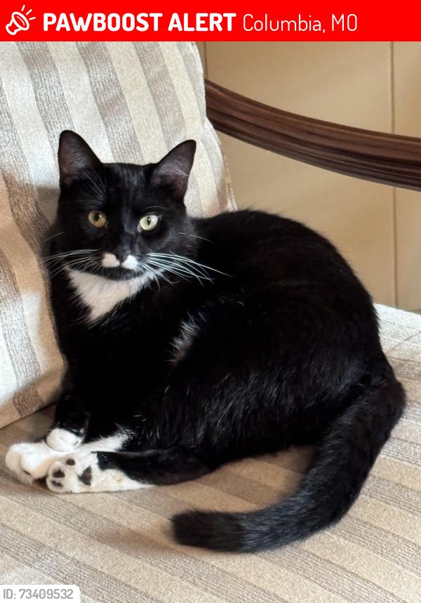 Lost Male Cat last seen south cedar grove blvd, Columbia, MO 65201