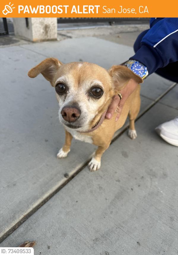 Found/Stray Female Dog last seen San Carlos & Meridian, San Jose, CA 95126