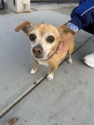 Found/Stray Female Dog last seen San Carlos & Meridian, San Jose, CA 95126