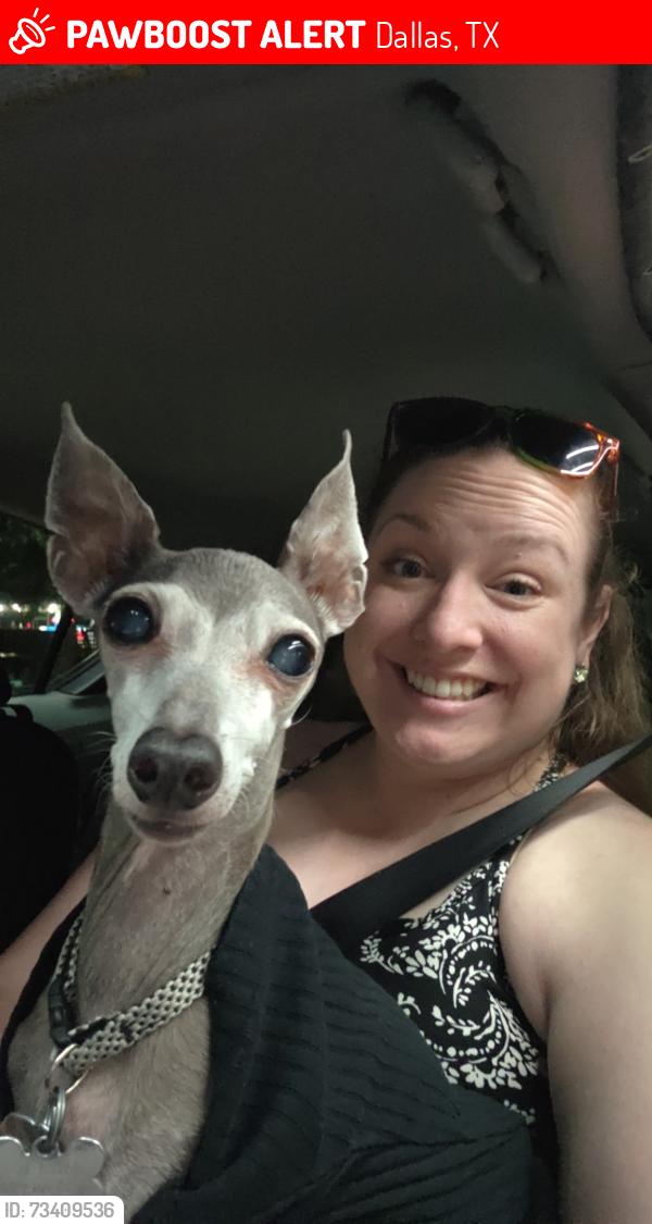 Lost Female Dog last seen Avondale Parc @ Bellmar 10818 Stone Canyon Rd, Dallas, TX 75230, Dallas, TX 75230