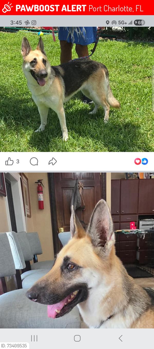 Lost Female Dog last seen Harbor and 41, Port Charlotte, FL 33952