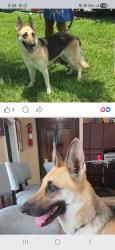 Lost Female Dog last seen Harbor and 41, Port Charlotte, FL 33952