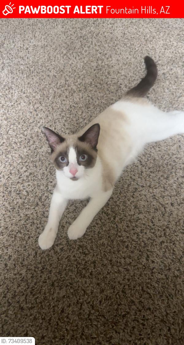 Lost Male Cat last seen Near E westby dr, Fountain Hills, AZ 85268