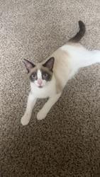 Lost Male Cat last seen Near E westby dr, Fountain Hills, AZ 85268