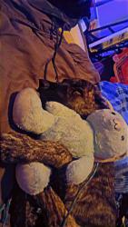 Lost Male Dog last seen Truman mart, Jackson County, MO 64126