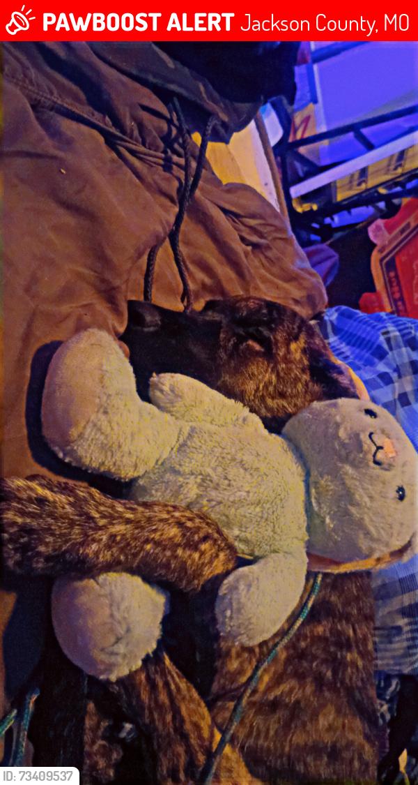 Lost Male Dog last seen Truman mart, Jackson County, MO 64126