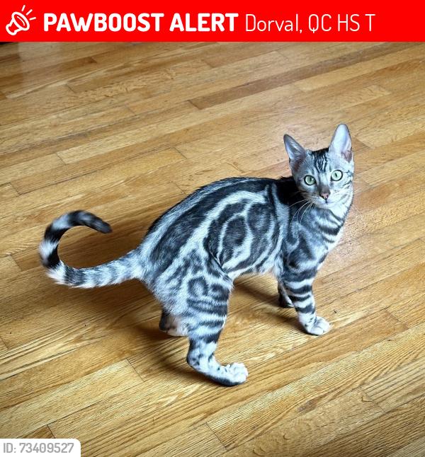 Lost Female Cat last seen George-V ave between Martin and Bouchard, Dorval, QC H9S 3T1