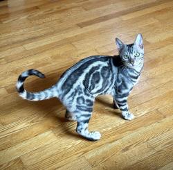 Lost Female Cat last seen George-V ave between Martin and Bouchard, Dorval, QC H9S 3T1