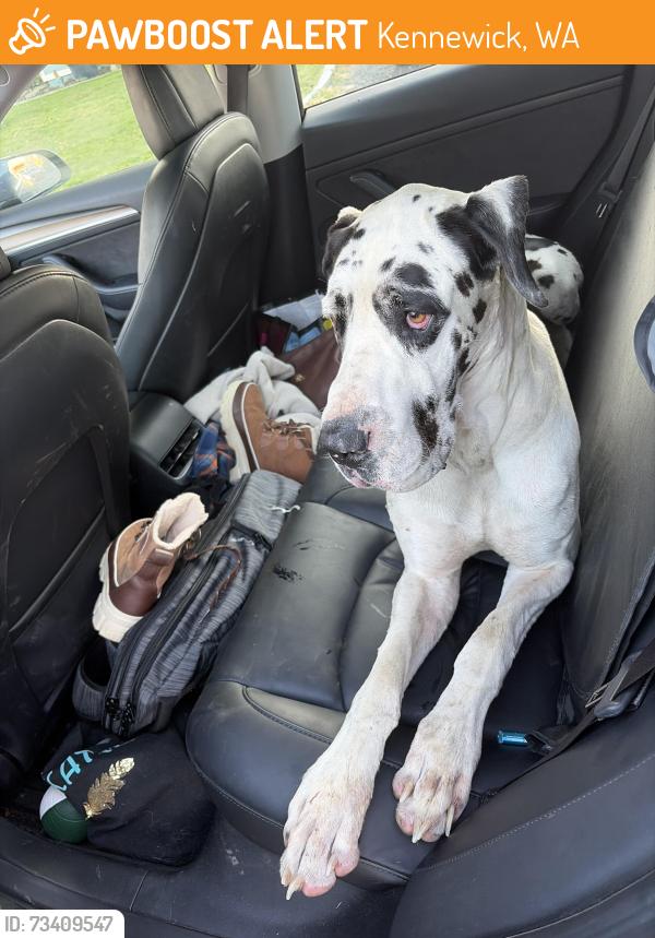 Found/Stray Male Dog last seen Fred Meyers, Kennewick, WA 99337