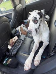 Found/Stray Male Dog last seen Fred Meyers, Kennewick, WA 99337