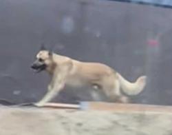 Found/Stray Unknown Dog last seen fallbrook st and stagecoach, Fallbrook, CA 92028