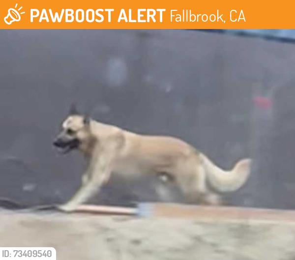 Found/Stray Unknown Dog last seen fallbrook st and stagecoach, Fallbrook, CA 92028