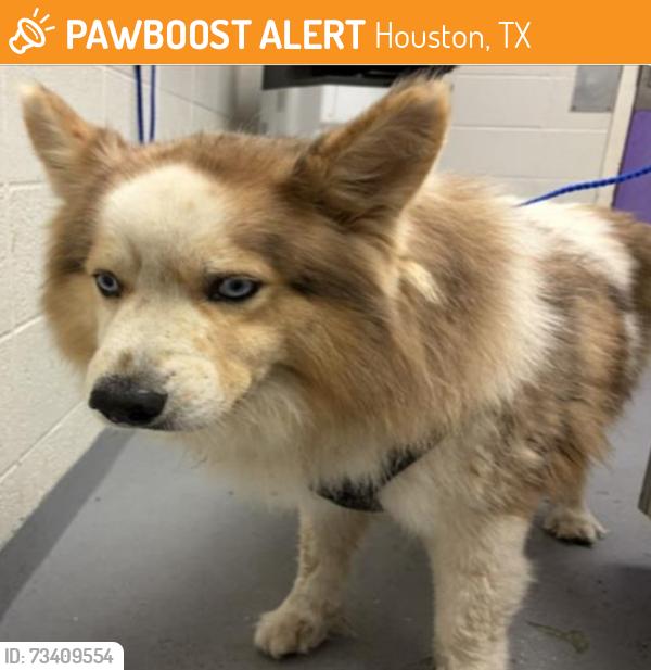 Found/Stray Male Dog last seen Post Oak Dr, Houston, TX 77056