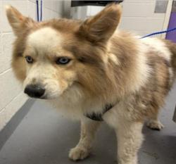 Found/Stray Male Dog last seen Post Oak Dr, Houston, TX 77056
