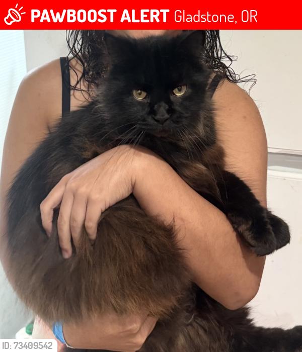 Lost Male Cat last seen Portland Ave & Barclay St, Gladstone, OR 97027