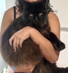 Lost Male Cat last seen Portland Ave & Barclay St, Gladstone, OR 97027