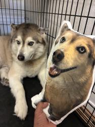Lost Male Dog last seen Embry Hills and North Vista dr., Houston, TX 77073