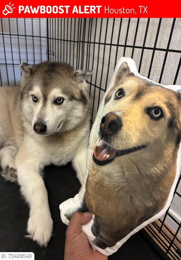 Lost Male Dog last seen Embry Hills and North Vista dr., Houston, TX 77073