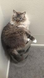 Lost Male Cat last seen Temecula Parkway and La Paz rd, Temecula, CA 92592