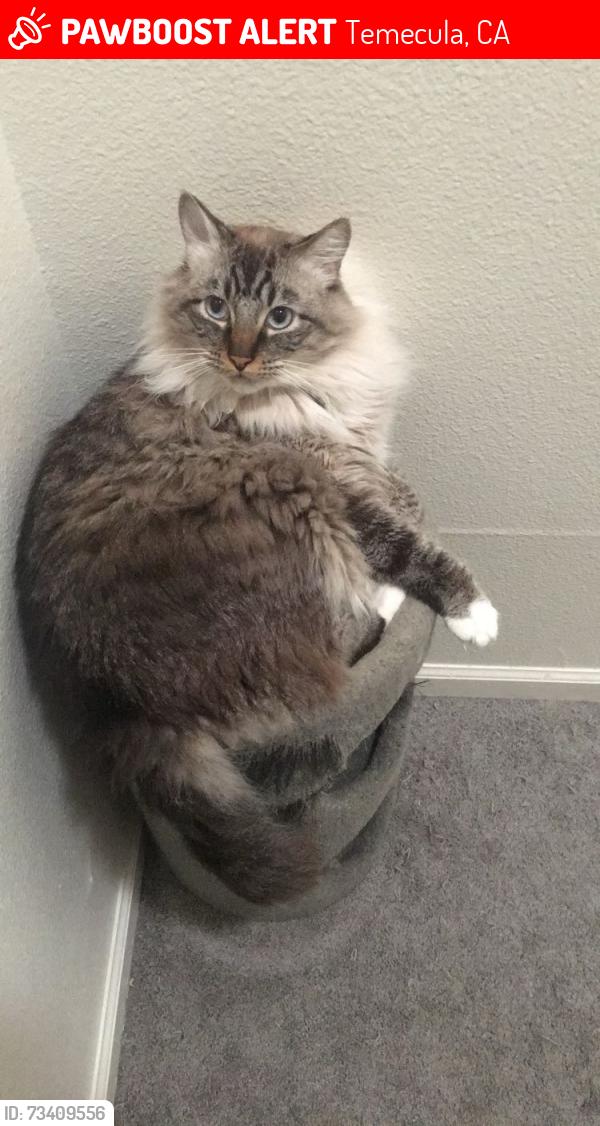 Lost Male Cat last seen Temecula Parkway and La Paz rd, Temecula, CA 92592