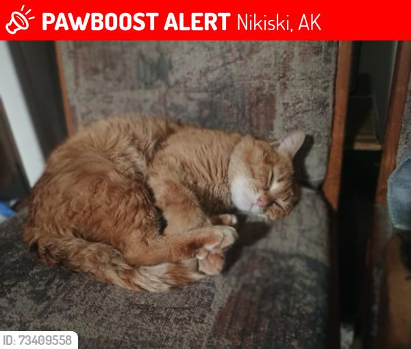 Lost Male Cat last seen M and M Market, Nikiski, AK 99611