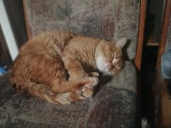 Lost Male Cat last seen M and M Market, Nikiski, AK 99611