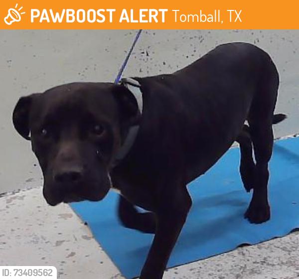 Found/Stray Male Dog last seen Hwy 249 77375, Tomball, TX 77375