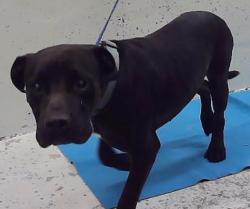 Found/Stray Male Dog last seen Hwy 249 77375, Tomball, TX 77375