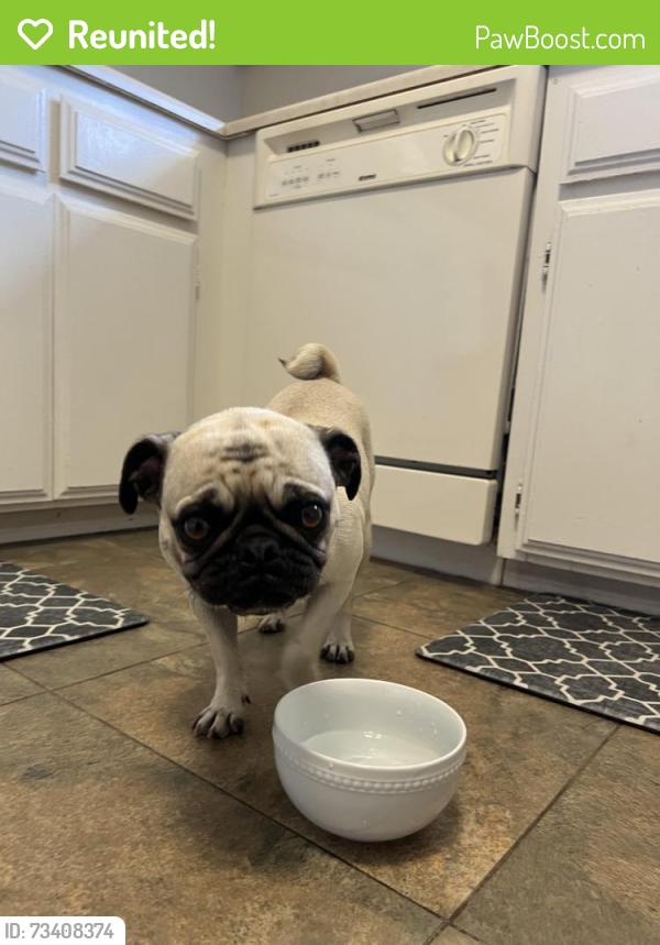 Reunited Female Dog last seen Kiowa rd. And Sandia Rd, Apple Valley, CA 92308
