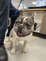 Shelter Stray Male Dog last seen , 14409 Vanowen St, Van Nuys, CA 91405, USA